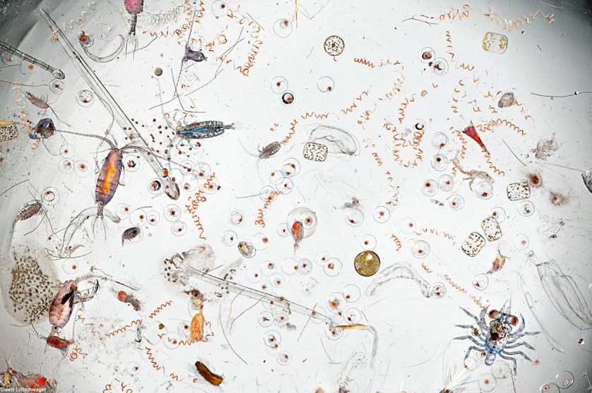 Quantos micro-organismo moram em uma gota de oceano ?